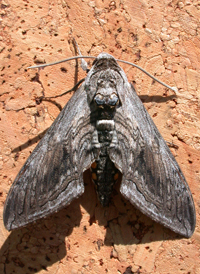 Five-spotted Hawkmoth